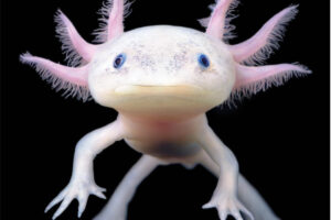 This is an Axolotl and it was one of first animals cremated at North Yorkshire’s pet crematorium