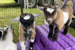 Bishop Wilton Show – are you in our Summer Tour gallery?