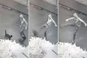Watch: ‘Sickening’ video shows youth kicking cat 10ft in the air on York street