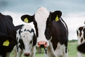 Firefighters rescue woman trapped up a tree by herd of cows