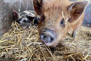 Piglets Adventure Farm – Summer Tour gallery