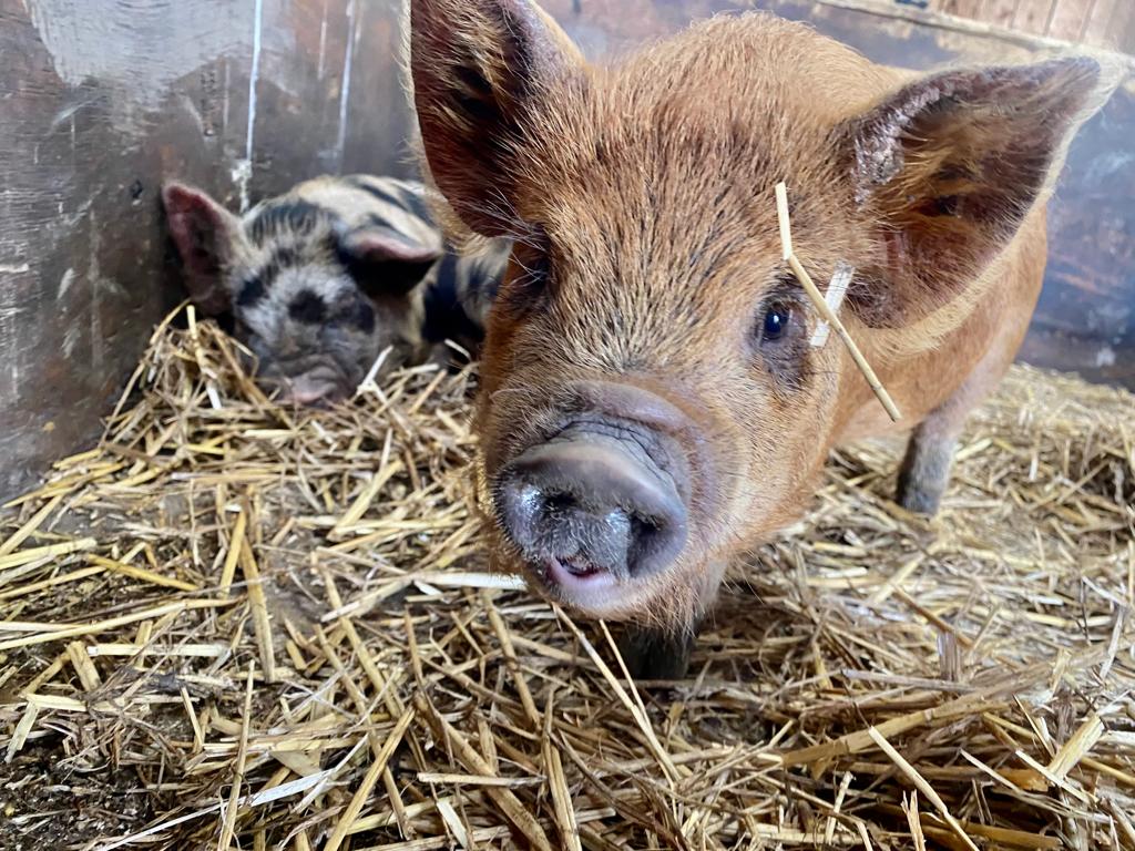Piglets Adventure Farm – Summer Tour gallery