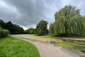 Swans disturbed by fishing at Rowntree Park Lake