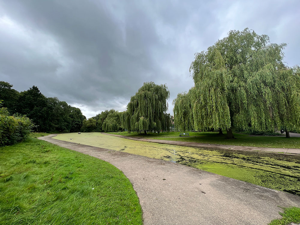 Swans disturbed by fishing at Rowntree Park Lake