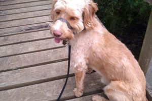 Updated: Rescuers say Dog missing for five weeks had reverted to being a wild animal