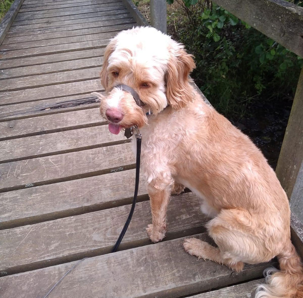 Updated: Rescuers say Dog missing for five weeks had reverted to being a wild animal