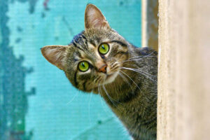 Cat climbs onto roof. Firefighters arrive to rescue cat. Cat climbs down again