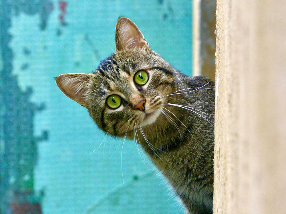 Cat climbs onto roof. Firefighters arrive to rescue cat. Cat climbs down again