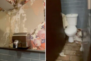 Video: Shock as ‘frenzied’ vandal tears down the wallpaper from York pub loos