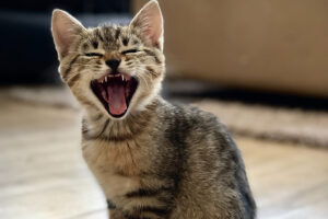 Firefighters search for cat in compost heap – Cat has the last laugh