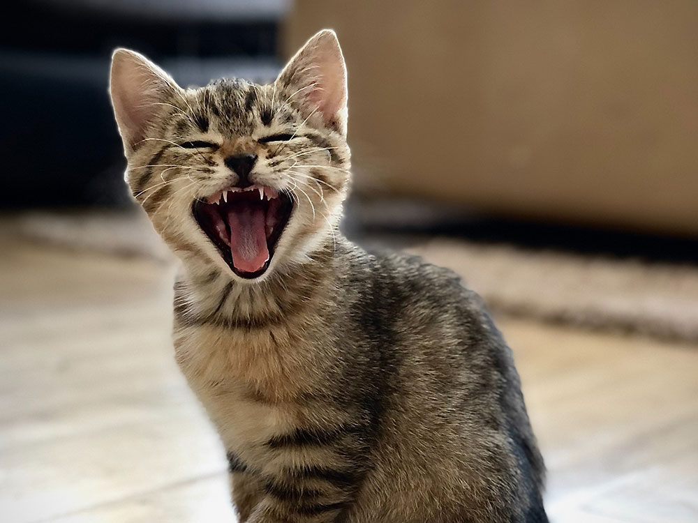 Firefighters search for cat in compost heap – Cat has the last laugh