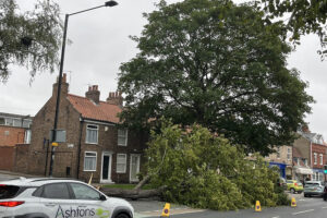 Fallen tree partially blocks major road in York