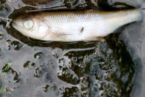 Hundreds of fish found dead near York primary school – Pollution link fears