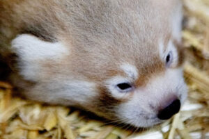 Watch: Rare red panda cub born at Flamingo Land