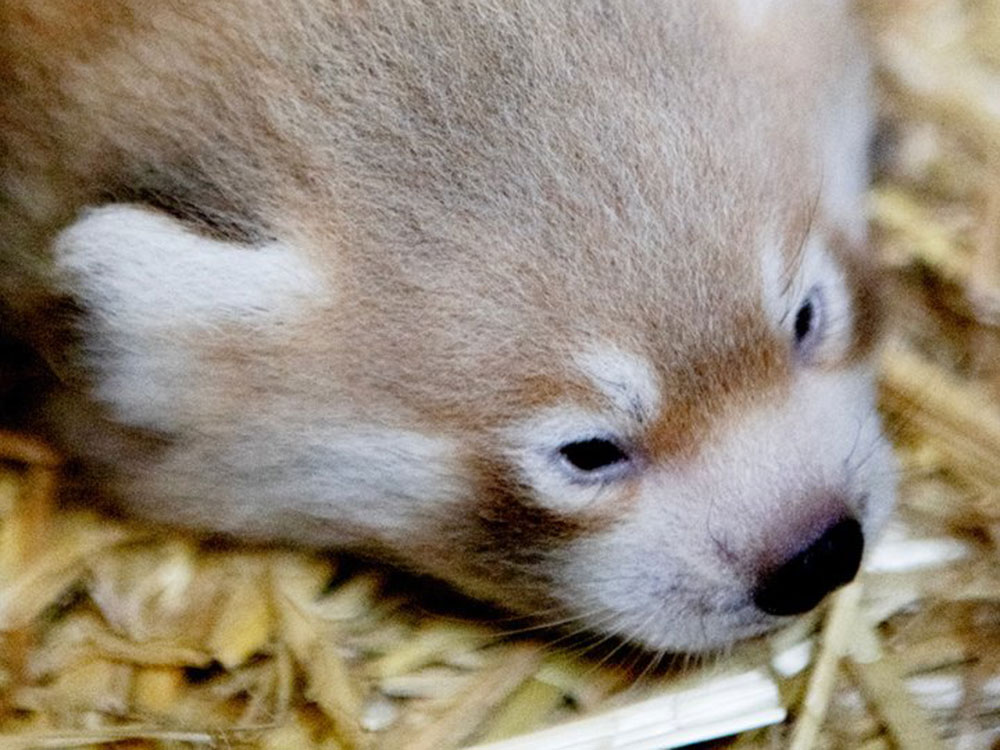 Watch: Rare red panda cub born at Flamingo Land