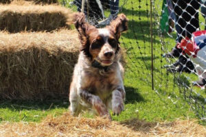 There’s a day of doggy delights lined up in York this weekend