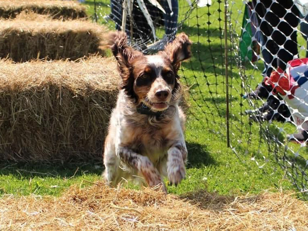 There’s a day of doggy delights lined up in York this weekend