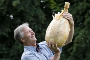 Look at the size of it! World record breaking giant onion on display in Harrogate