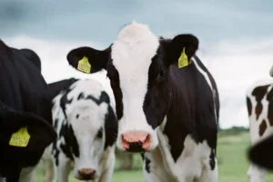 Runner chased up a tree by herd of cows in York