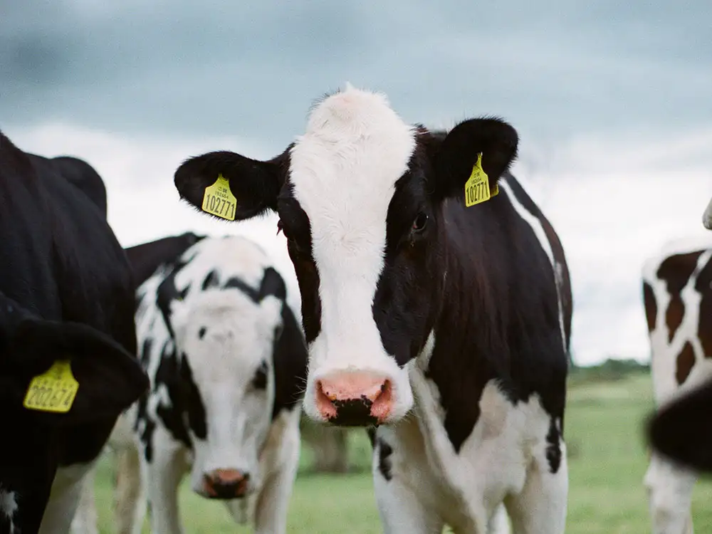 Runner chased up a tree by herd of cows in York