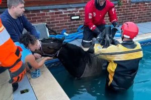 Pippa the horse rescued after jumping into swimming pool