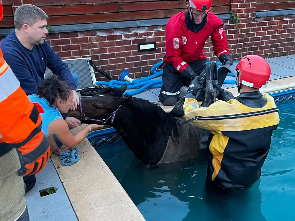 Pippa the horse rescued after jumping into swimming pool