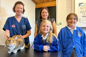 Vets save Tiger the cat after she eats 43 hair bands