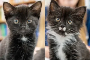 Meet Squid and Urchin, the York kittens saved from the brink of death