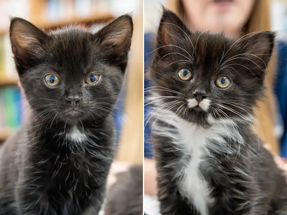 Meet Squid and Urchin, the York kittens saved from the brink of death