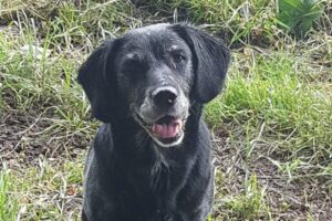 Police pay tribute to the dog who helped keep the public safe