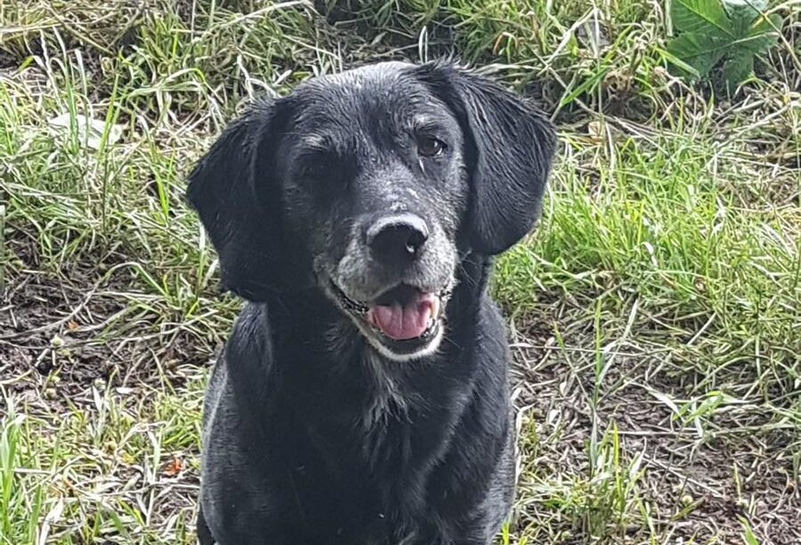 Police pay tribute to the dog who helped keep the public safe