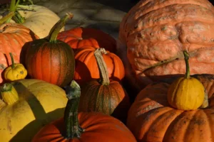 Last chance to enjoy harvest tips, talks and demonstrations at York attraction