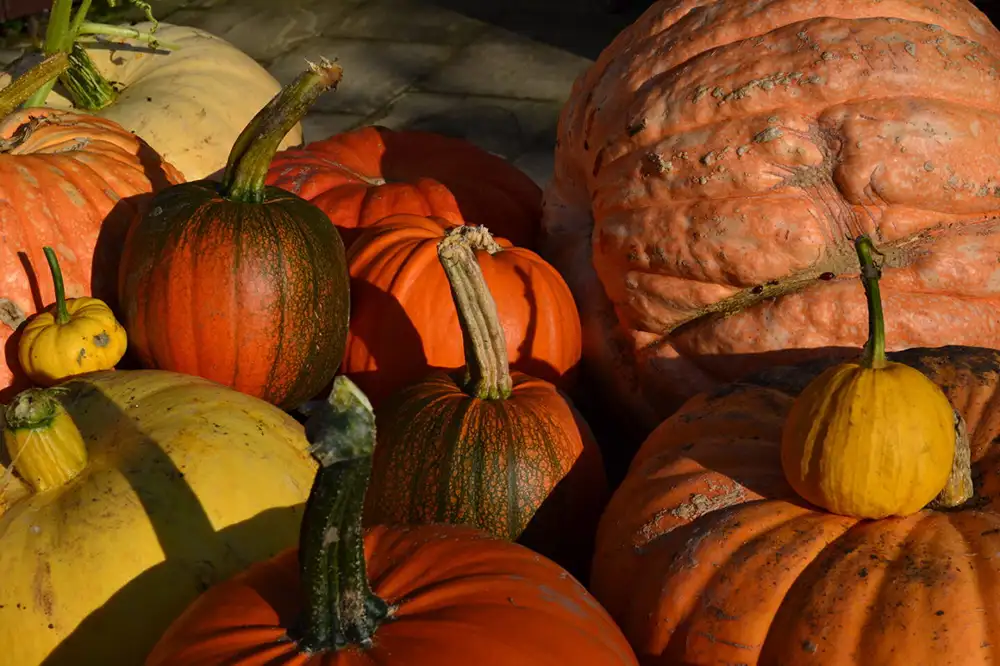 Last chance to enjoy harvest tips, talks and demonstrations at York attraction