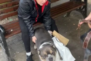Dangerous dog attack in Harrogate leaves man in hospital