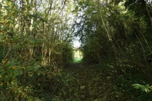 Nature site in York goes up for sale: ‘Should be of interest to developers’