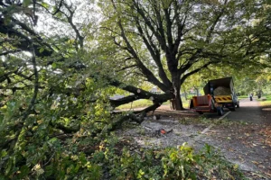 ‘It was like a cannon going off’: Huge tree branch crashes onto York path