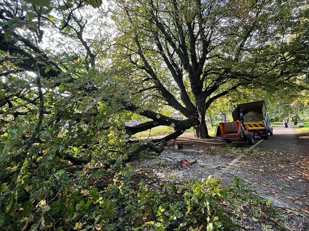 ‘It was like a cannon going off’: Huge tree branch crashes onto York path