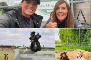Top of the pups! York Dog Park named as the best in the region