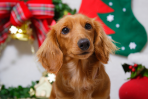 A festive sausage dog party is coming to York