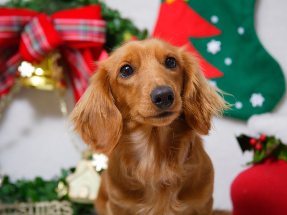 A festive sausage dog party is coming to York