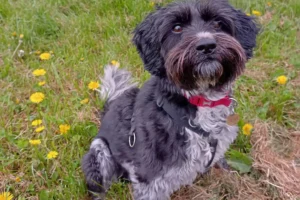 Warning after two large dogs maul beloved pet to death at York nature reserve