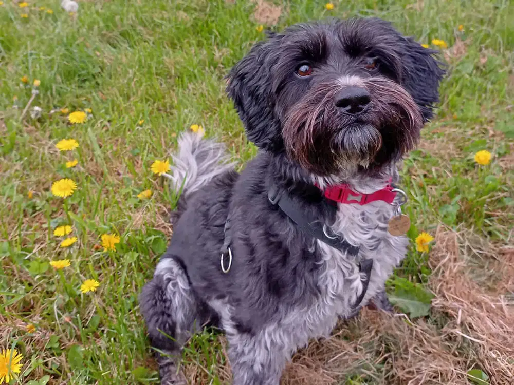 Warning after two large dogs maul beloved pet to death at York nature reserve