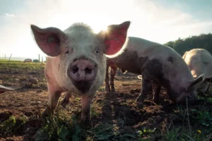 First UK case of new swine flu strain in humans discovered in North Yorkshire