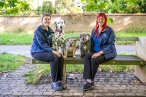 Got a pensioner pet? Here’s eight top care tips from a York vet