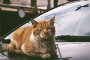 York fire crews called to rescue cat trapped in a car. Cat not bothered