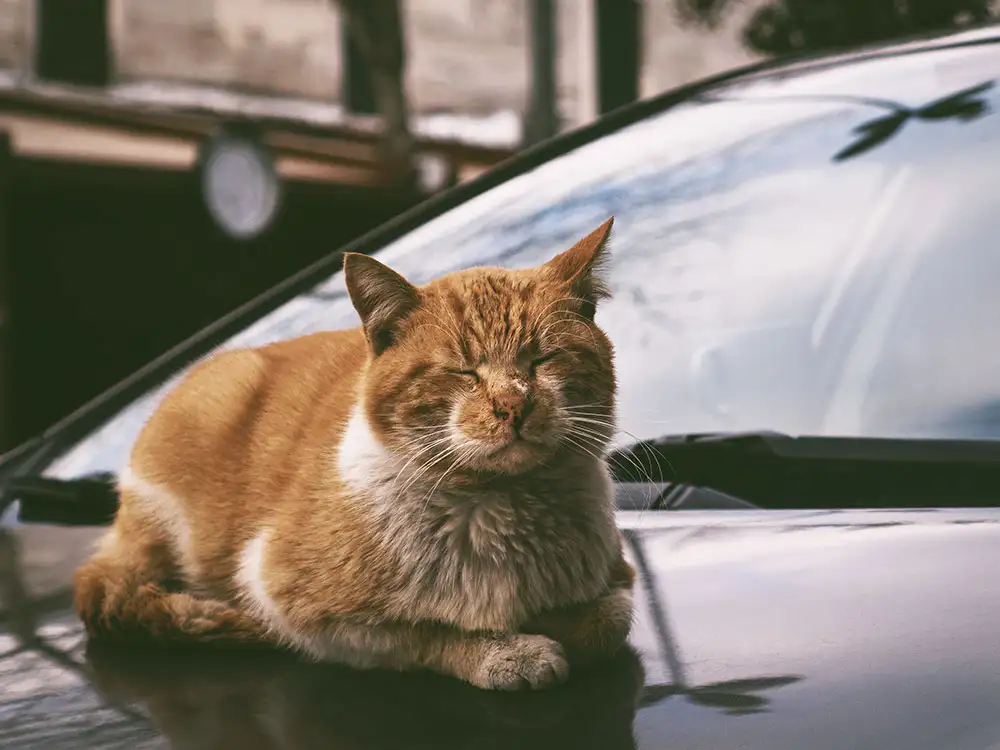 York fire crews called to rescue cat trapped in a car. Cat not bothered