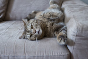 Cat trapped in chair – Firefighters called in