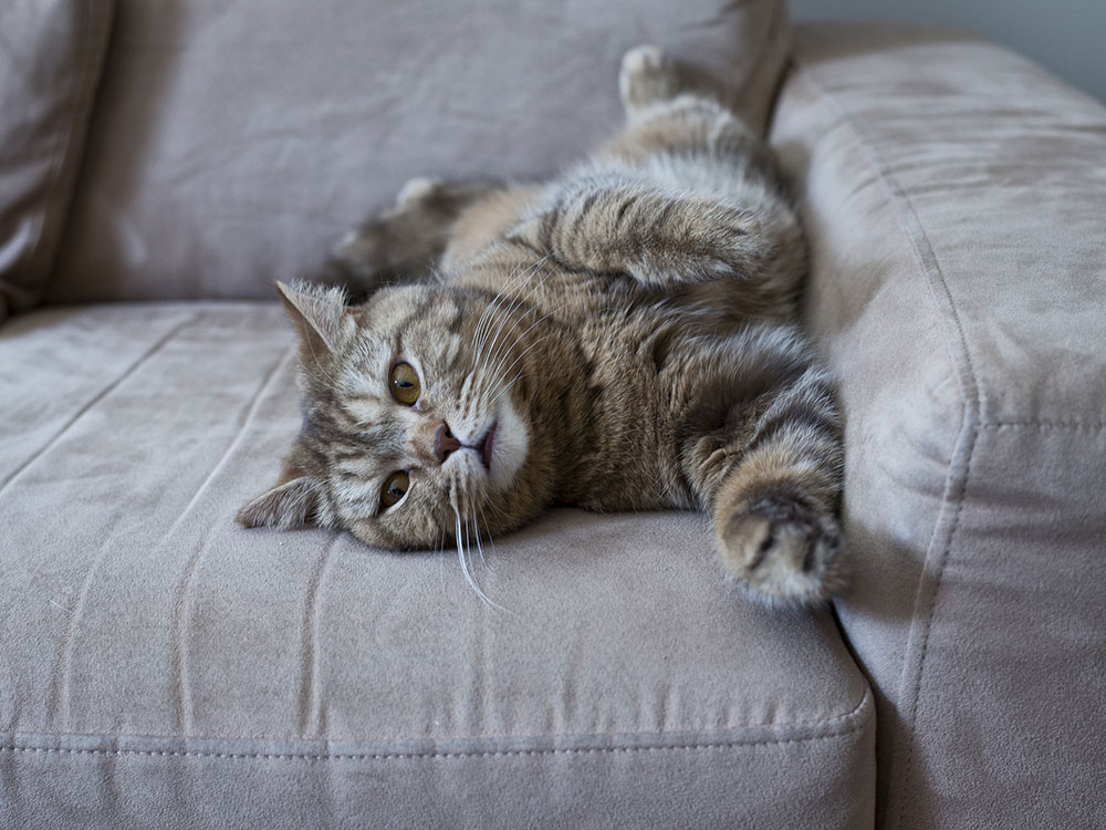 Cat trapped in chair – Firefighters called in