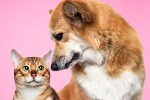 Firefighters called after dog sets fire to cat’s bowl