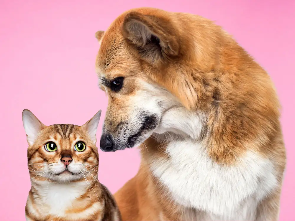 Firefighters called after dog sets fire to cat’s bowl